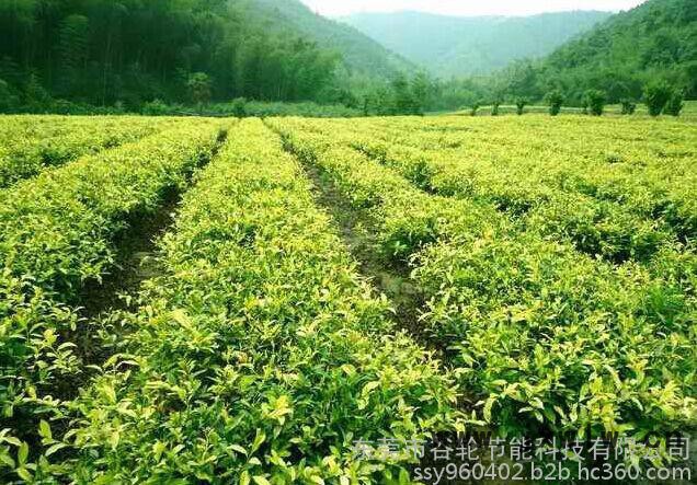 廣東谷輪茶葉烘干機(jī)、茶葉烘干房、節(jié)電節(jié)能設(shè)備、箱式干燥設(shè)備